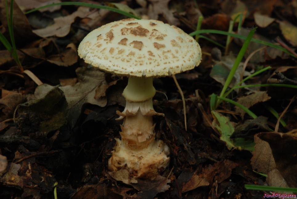 DSC_0100.JPG