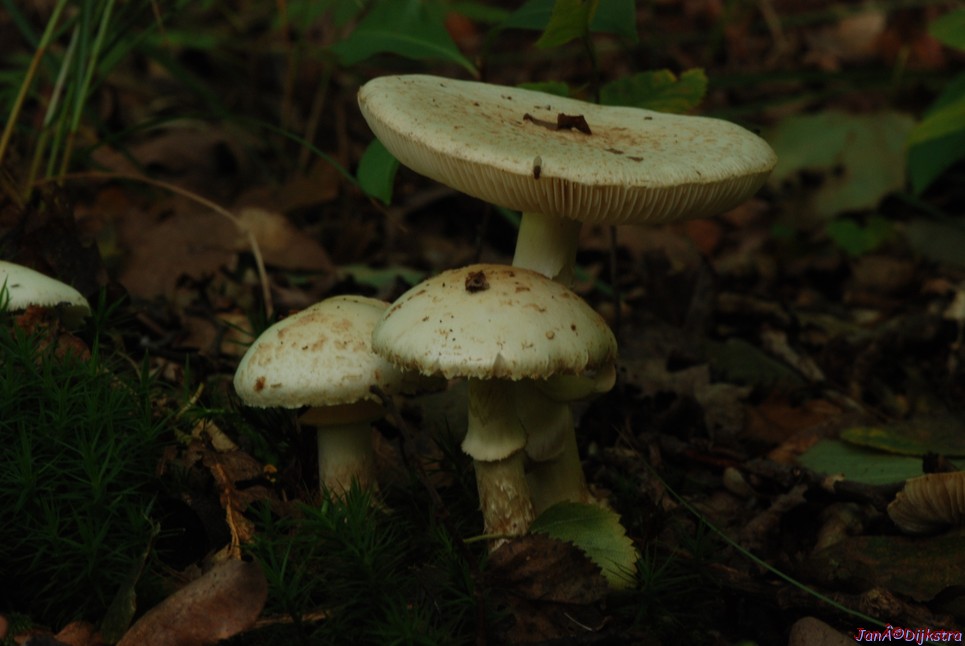 DSC_0103.JPG