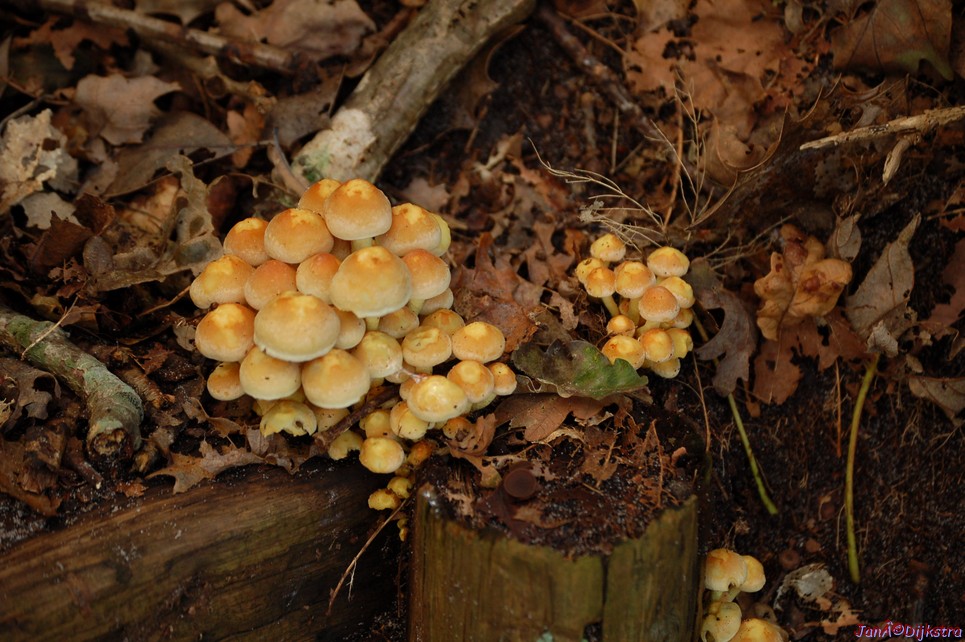 DSC_0104-50.JPG