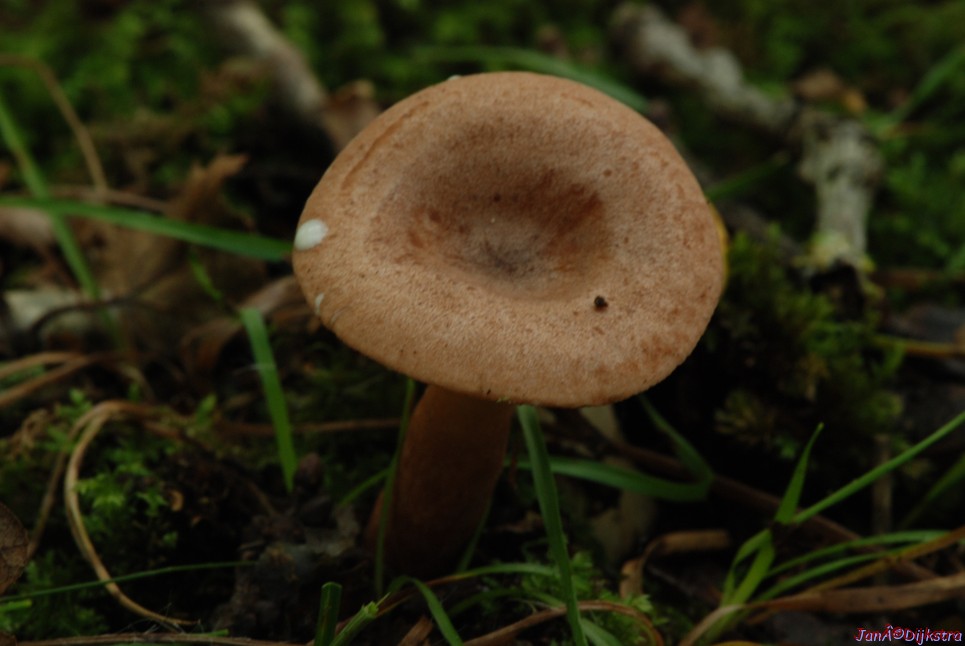 DSC_0106.JPG