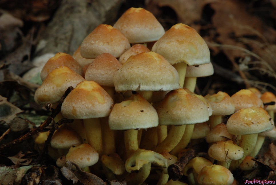 DSC_0108.JPG