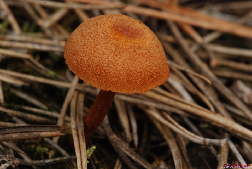 DSC_0125.JPG