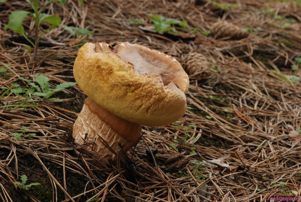DSC_0127.JPG