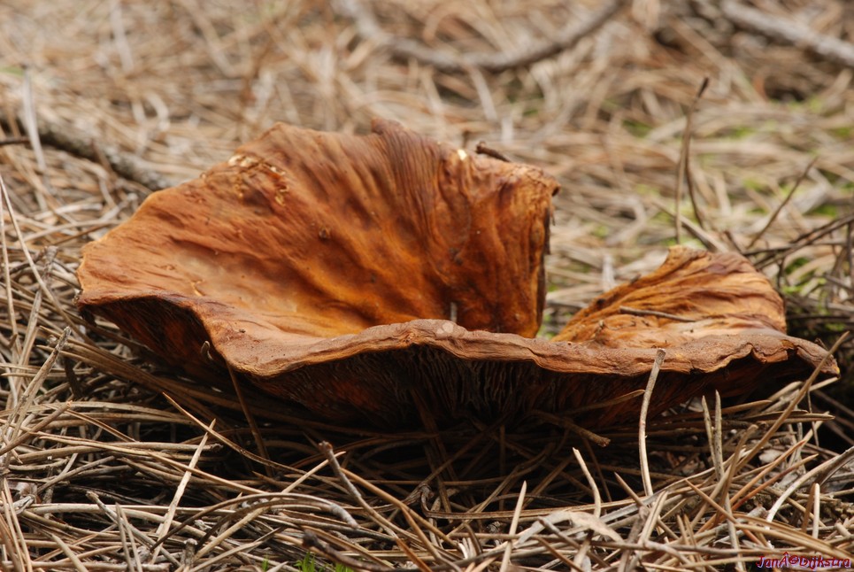 DSC_0135.JPG
