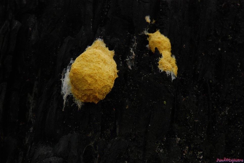 DSC_0138.JPG