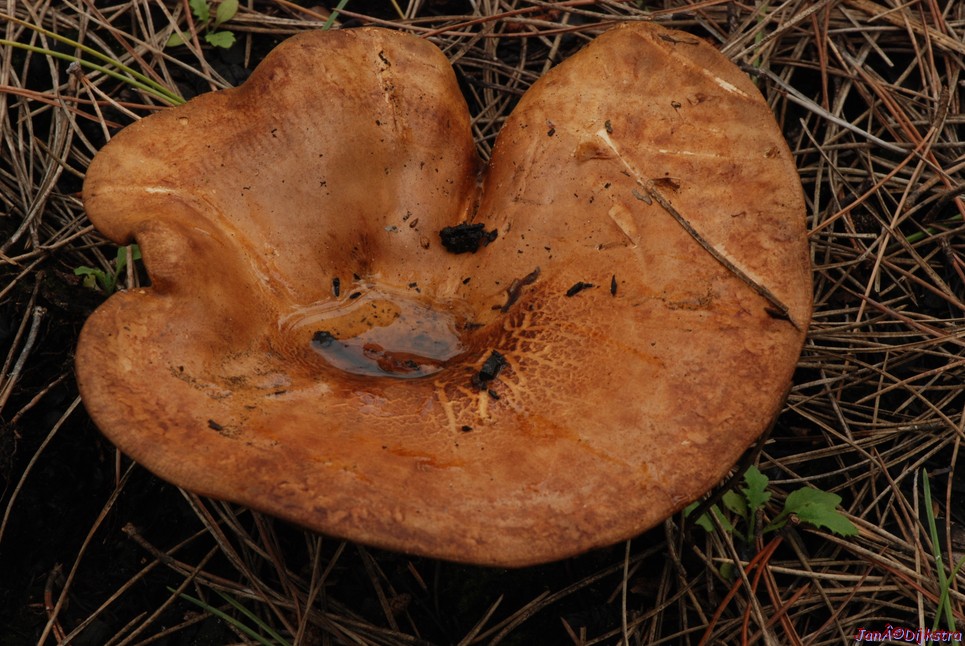 DSC_0143.JPG