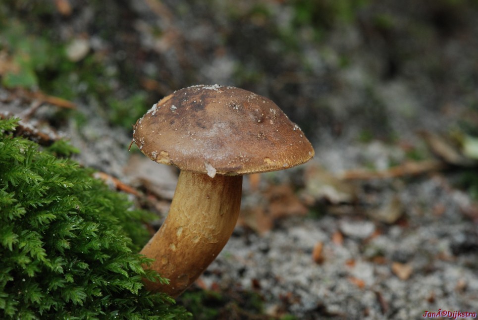 DSC_0147.JPG