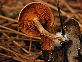DSC_0040.JPG