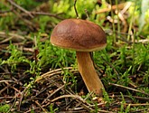 DSC_0059.JPG