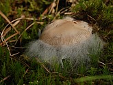 DSC_0065.JPG