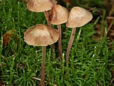 DSC_0066-50.JPG