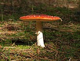 DSC_0070.JPG