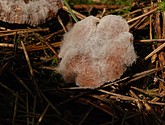 DSC_0084.JPG