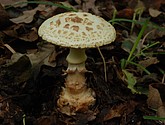 DSC_0100.JPG