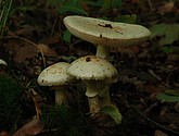 DSC_0103.JPG
