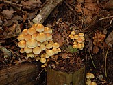 DSC_0104-50.JPG