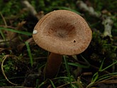 DSC_0106.JPG