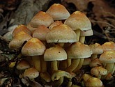 DSC_0108.JPG