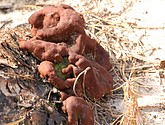 DSC_0109-50.JPG