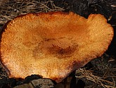 DSC_0114.JPG