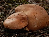 DSC_0118.JPG