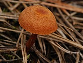 DSC_0125.JPG