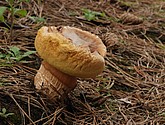 DSC_0127.JPG