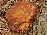 DSC_0130-50.JPG