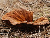DSC_0135.JPG