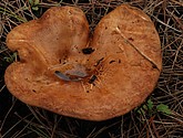 DSC_0143.JPG