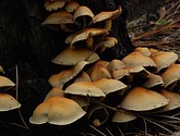 DSC_0145.JPG