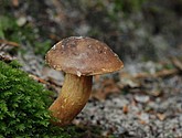 DSC_0147.JPG