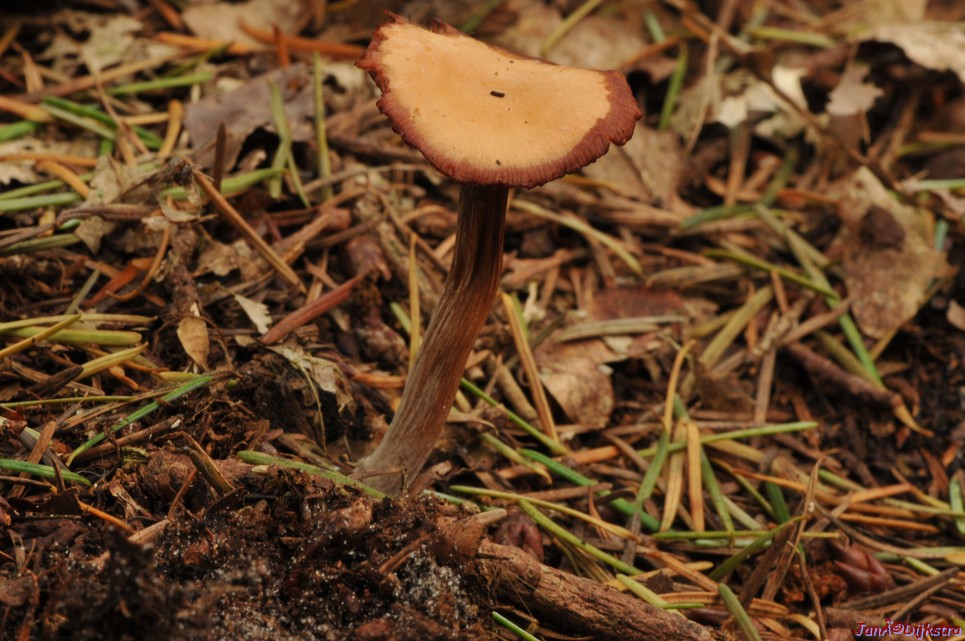DSC_0224.JPG