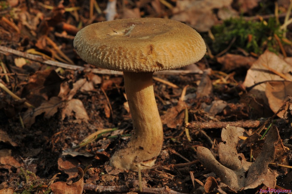 DSC_0236.JPG