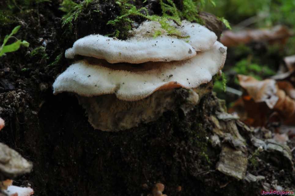 DSC_0265.JPG