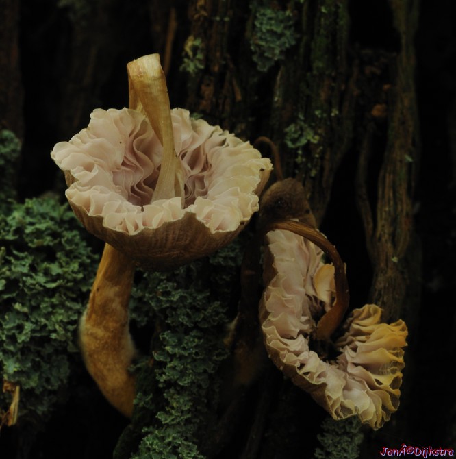 DSC_0271-1.JPG
