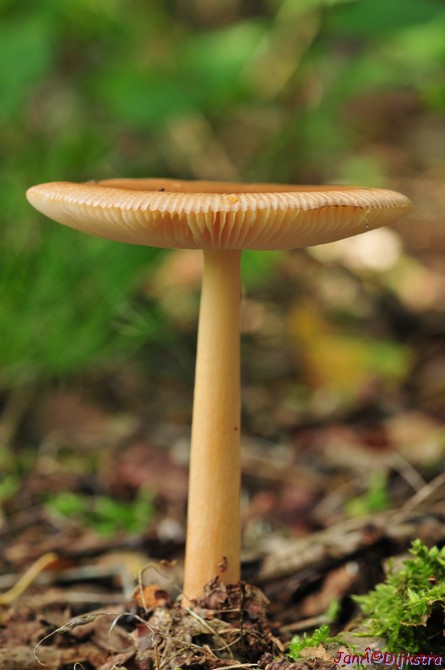 DSC_5429.JPG