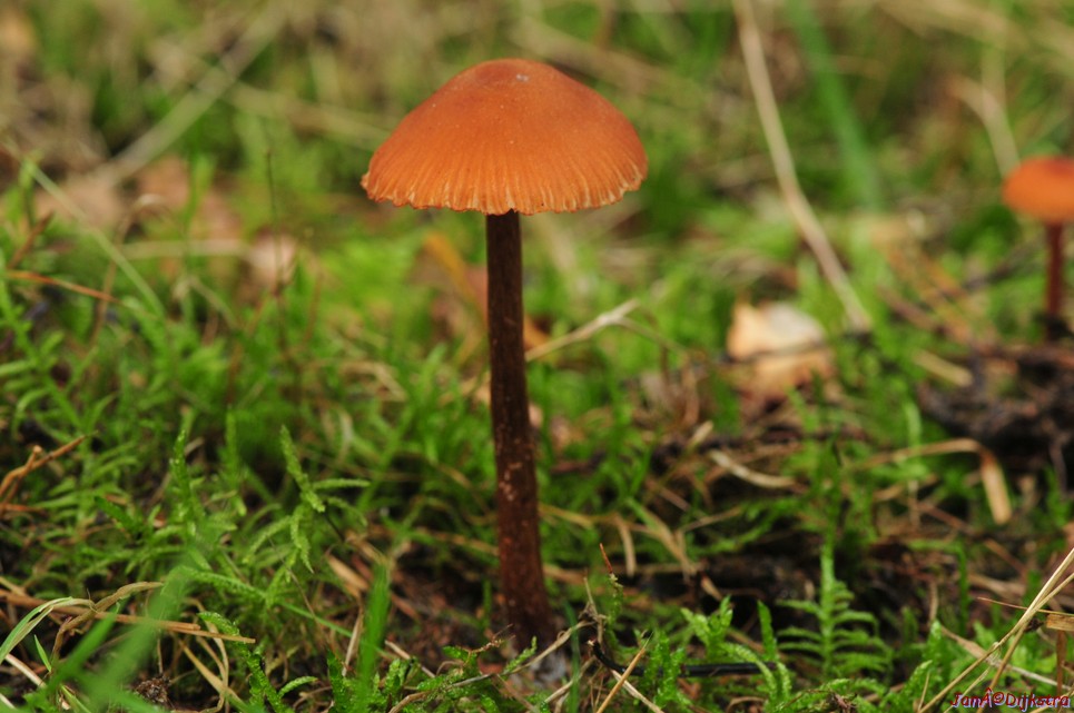 DSC_7906.JPG