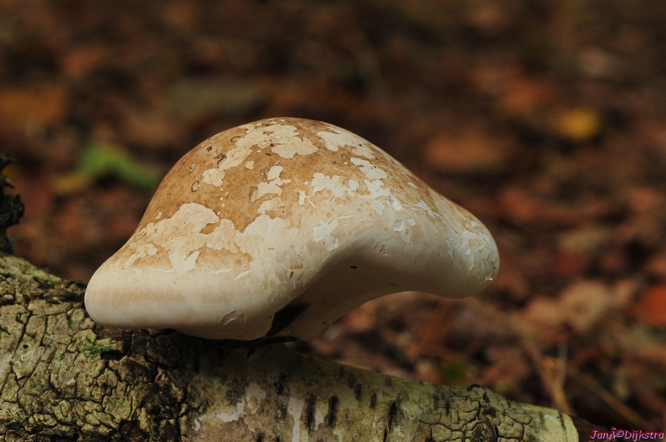 DSC_7918.JPG