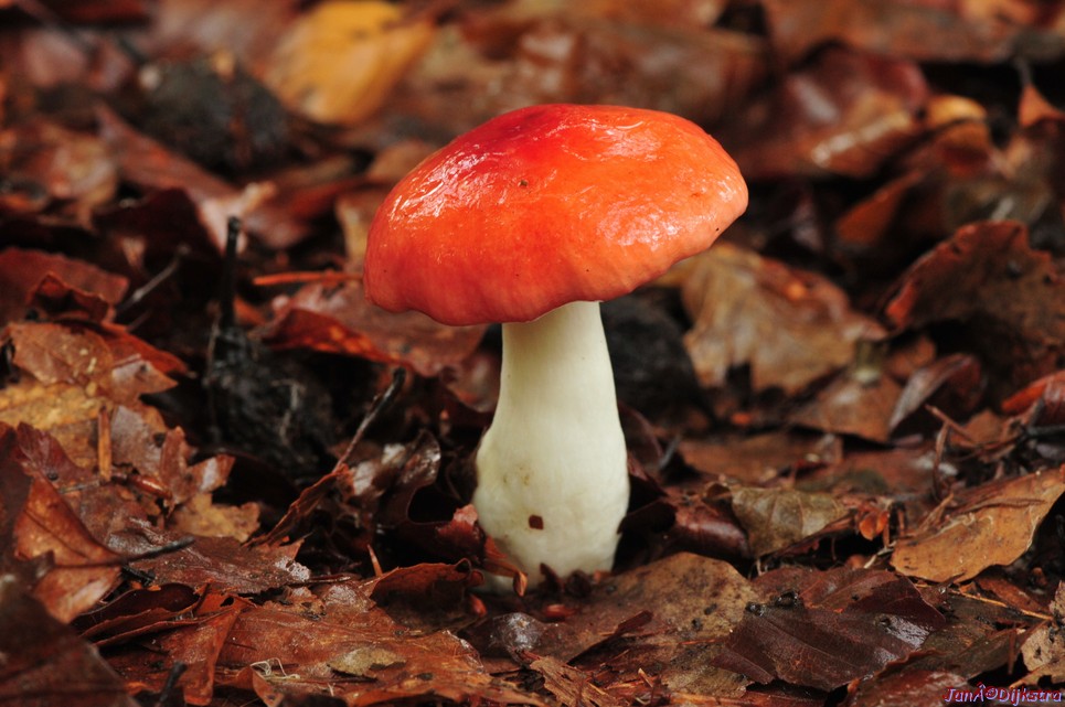 DSC_8036.JPG