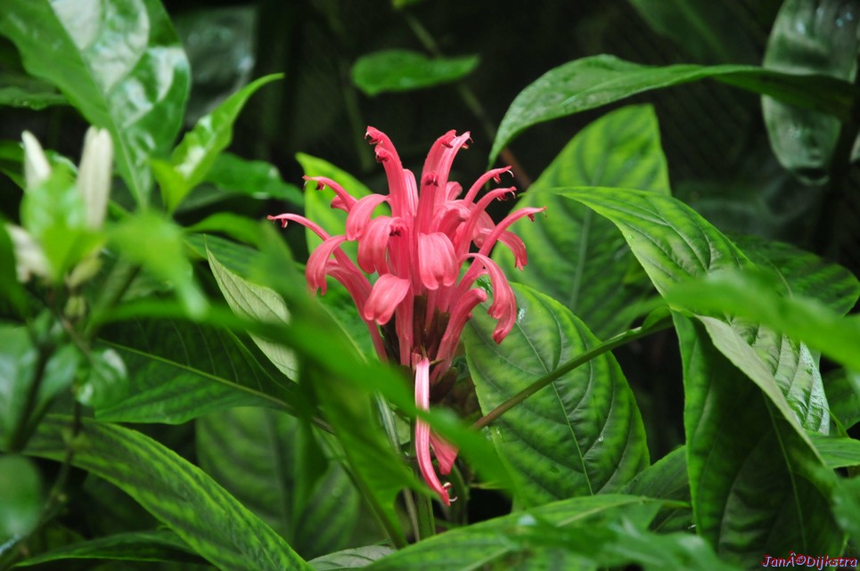 DSC_8495.JPG