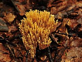 DSC_8187.JPG