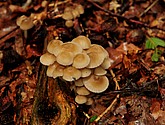 DSC_8188.JPG