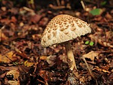DSC_8189.JPG
