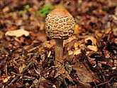 DSC_8192.JPG