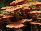 DSC_8331.JPG