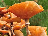 DSC_8334.JPG