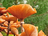 DSC_8335.JPG
