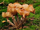 DSC_8339.JPG