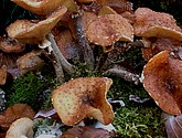 IMG_0129.JPG